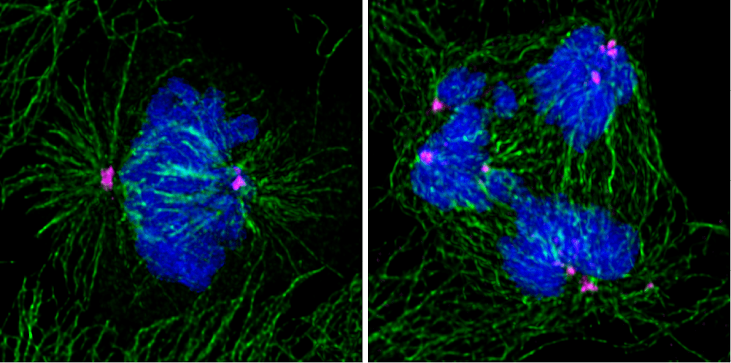 Due studi pubblicati su EMBO Journal individuano i meccanismi con cui due proteine bloccano la divisione delle cellule all'origine dei tumori